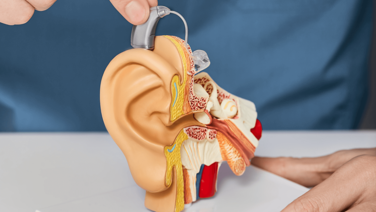 The Wonders of Hearing: How the Ear Works